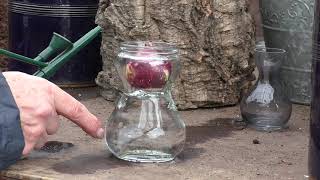 Growing Hyacinths in a vase [upl. by Kleinstein]