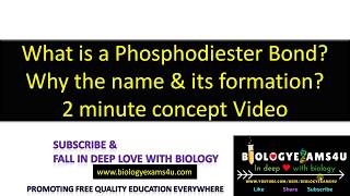 How is Phosphodiester Bond formed in DNA Why the Name [upl. by Sirk]