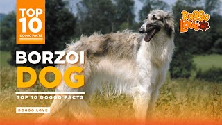 Borzoi  The Borzoi Dog Breed  Top 10 Borzoi Dog Facts from Doggo Love [upl. by Innoj617]