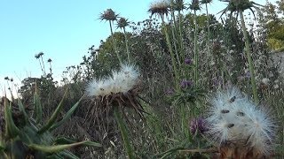 LE CHARDONMARIE plante de survie 2ème partie [upl. by Troy89]