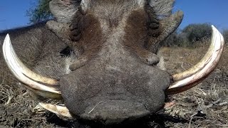 Warthog hunting in Namibia [upl. by Ydnor]