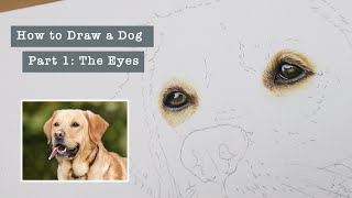 Part 1 Eyes  How to Draw a Dog in Coloured Pencils Series [upl. by Atsok135]