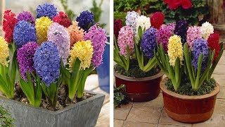 How to Plant Top Size Hyacinths Spring Garden Guide [upl. by Corsiglia]