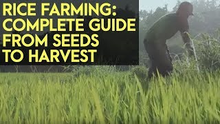 Rice Farming Complete Guide from Seeds to Harvest [upl. by Esilehc729]