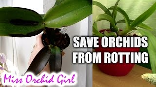 How to save Orchids with Black Rot [upl. by Matejka]