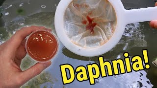 How I Culture Daphnia In Outdoor Tubs [upl. by Nirrep]