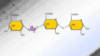 Hydrolyse des glucides [upl. by Samara]