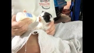 Subcutaneous Fluids for a Dehydrated Kitten [upl. by Synn]