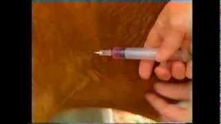 How to give a subcutaneous injection to a goat [upl. by Saleem]