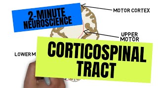 2Minute Neuroscience Corticospinal Tract [upl. by Najib977]