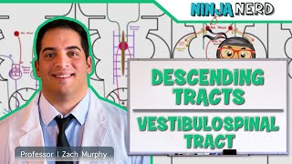 Neurology  Descending Tracts Vestibulospinal Tract [upl. by Worden]