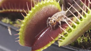 Venus Fly Traps Eating  Slow Motion 4K [upl. by Cirala]