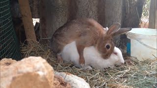 Rabbits 🐰 mating [upl. by Anrim996]