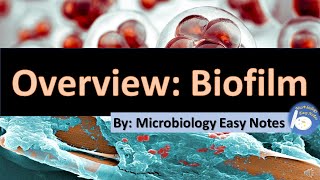 Overview Biofilm [upl. by Icak]