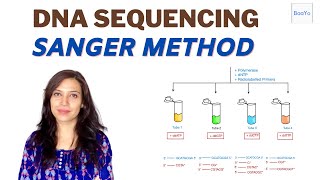 Dideoxy DNA Sequencing  Sanger method [upl. by Alda176]