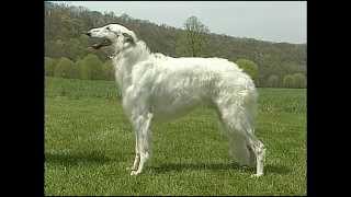 Borzoi  AKC Dog Breed Series [upl. by Aivatnwahs616]