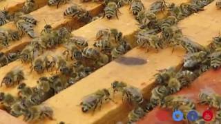 Doku über Bienenkönigin Drohn Eier Arbeiterin Blüenpollen Propolis [upl. by Charlean]