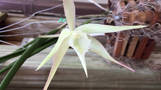 Brassavola Rhynchovola David Sanders [upl. by Dadirac]