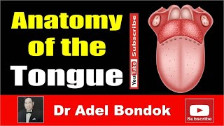 Anatomy of the Tongue Dr Adel Bondok [upl. by Ynnav]