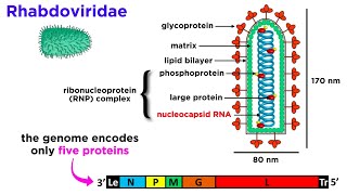 Rabies Genus Lyssavirus [upl. by Adnoloy561]