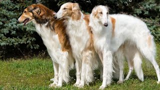 10 ELEGANT Facts About The Borzoi Dog Russian Wolfhound [upl. by Debera]