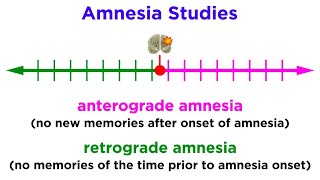 Information Storage and the Brain Learning and Memory [upl. by Ahter]