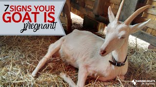 7 Goat Pregnancy Signs [upl. by Wallack]