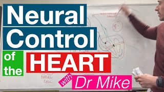 Neural Control of the Heart  Cardiology [upl. by Etiragram]