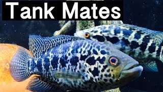 Best Tank Mates for Jaguar Cichlids [upl. by Mathian]