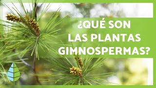 PLANTAS GIMNOSPERMAS 🌲 ¡Características Ejemplos Reproducción y más [upl. by Burnside]