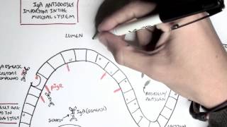 Part III  Mucosal Immunity IgA antibodies [upl. by Ahsinar]