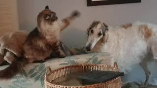 Borzoi dog  barking for play [upl. by Oicaro913]