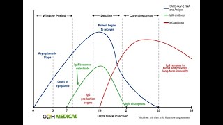 Antibody tests explained  IgG IgM [upl. by Ttereve]