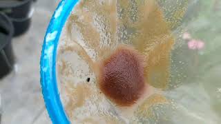 How to culture daphnia moina in a small container Part 1 English Subtitle [upl. by Michaelina270]