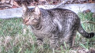 Feral Cat Documentary [upl. by Gertie]