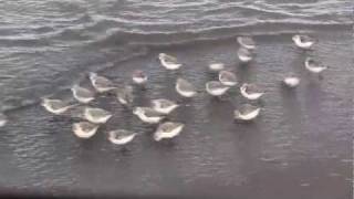 SANDERLINGS  Sandpipers in Motion  Piper  New Brunswick Canada Shore Birds [upl. by Bunnie]