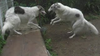 Borzoi Dogs Playing Fighting [upl. by Dobson]