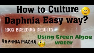 Daphnia MagnaHow to Culture Daphnia Easy wayCulturing Daphnia using Green water Daphnia [upl. by Engelbert]