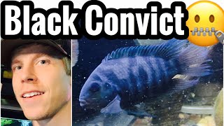 Black Convict Cichlid Fish Tank Care amp Setup [upl. by Greenwald889]