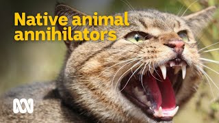 Feral cats  Australias native animal annihilators 😼🦜  Meet the Ferals Ep 2  ABC Australia [upl. by Gilli252]