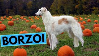 Borzoi Dog Breed  TOP 10 Interesting Facts [upl. by Nosduj164]