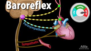 Baroreflex Regulation of Blood Pressure Animation [upl. by Ainatit122]