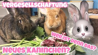 Vergesellschaftung  Neues Kaninchen [upl. by Nikkie]