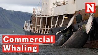 What Is Commercial Whaling [upl. by Mcknight719]