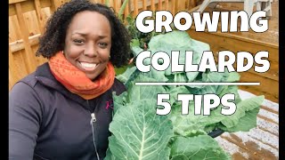 Growing Collard Greens  5 Tips [upl. by Justinian]