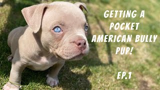 GETTING A POCKET AMERICAN BULLY PUP  EP1 UBL [upl. by Franni]