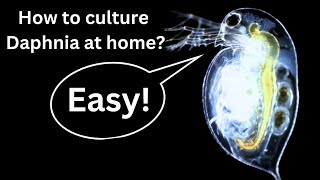 BEST Live Fish Food Beginner guide How to Culture Daphnia at home [upl. by Giule669]