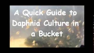 How to culture daphnia outside [upl. by Jolenta]