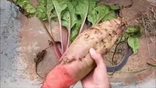 What I learned growing Fodder beets [upl. by Eednas676]