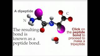 Peptide bond formation  Biofundamentals [upl. by Varney]